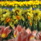 Printemps aux Pays Bas 7