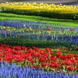 Printemps aux Pays Bas 2