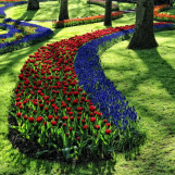 Printemps aux Pays Bas 3