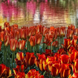 Printemps aux Pays Bas 4