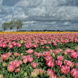 Printemps aux Pays Bas 1