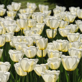 Printemps aux Pays Bas 8