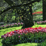 Printemps aux Pays Bas 6