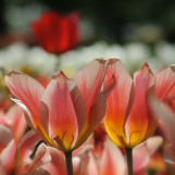 Printemps aux Pays Bas 5