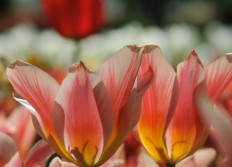 Printemps aux Pays Bas par Helene GUILLARD