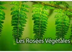 Les Rosées Végétales