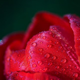 Rosees vegetales 07