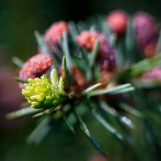 Rosees vegetales 02