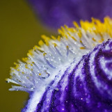 Rosees vegetales 03