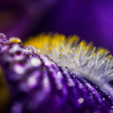 Rosees vegetales 04