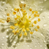 Rosees vegetales 08