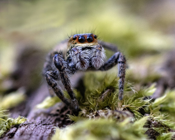 Araignée Sauteuse