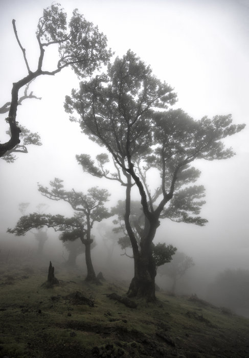 Lauriers Dans La Brume