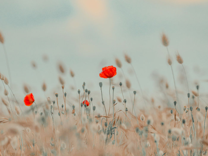 Coquelicots